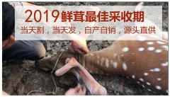 双阳鹿乡老刘家一支鹿茸一般多少钱，整枝鹿茸